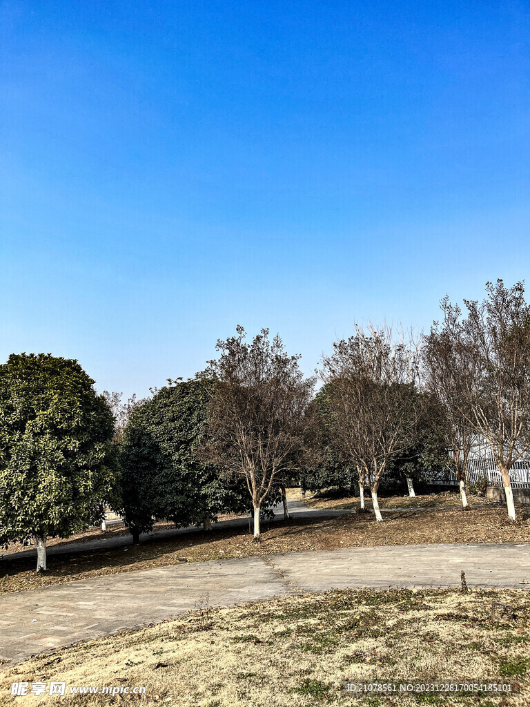 几棵树