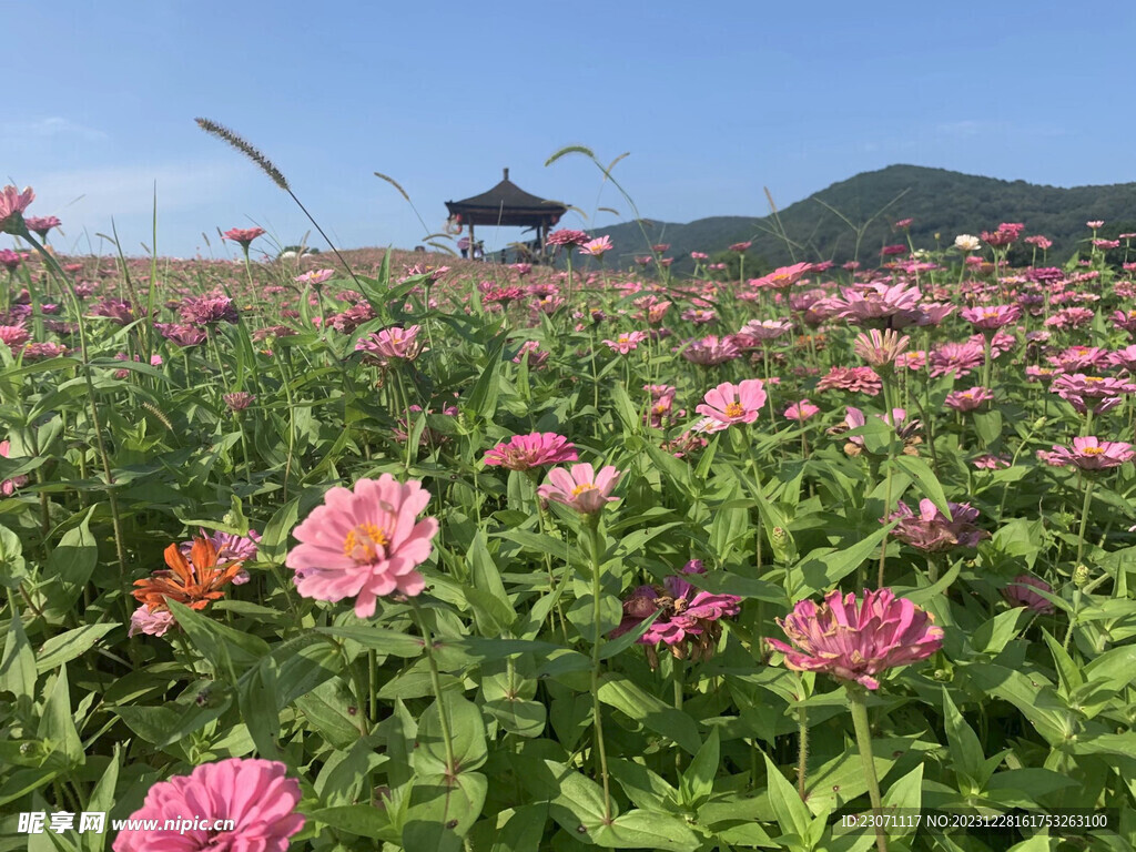 花海