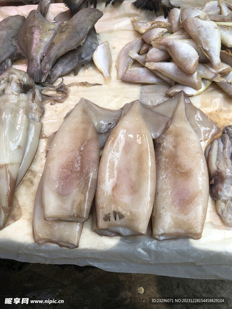 鱿鱼