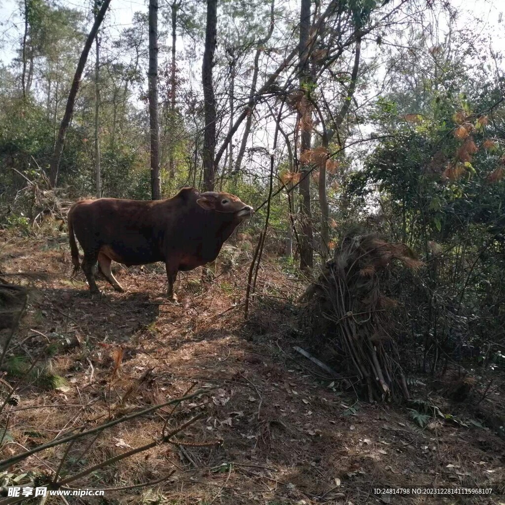 黄牛  山地