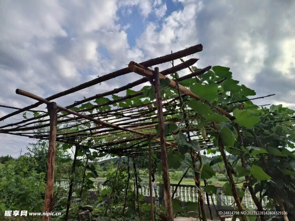 南瓜