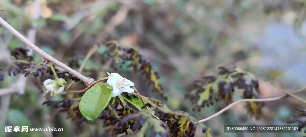 小花  