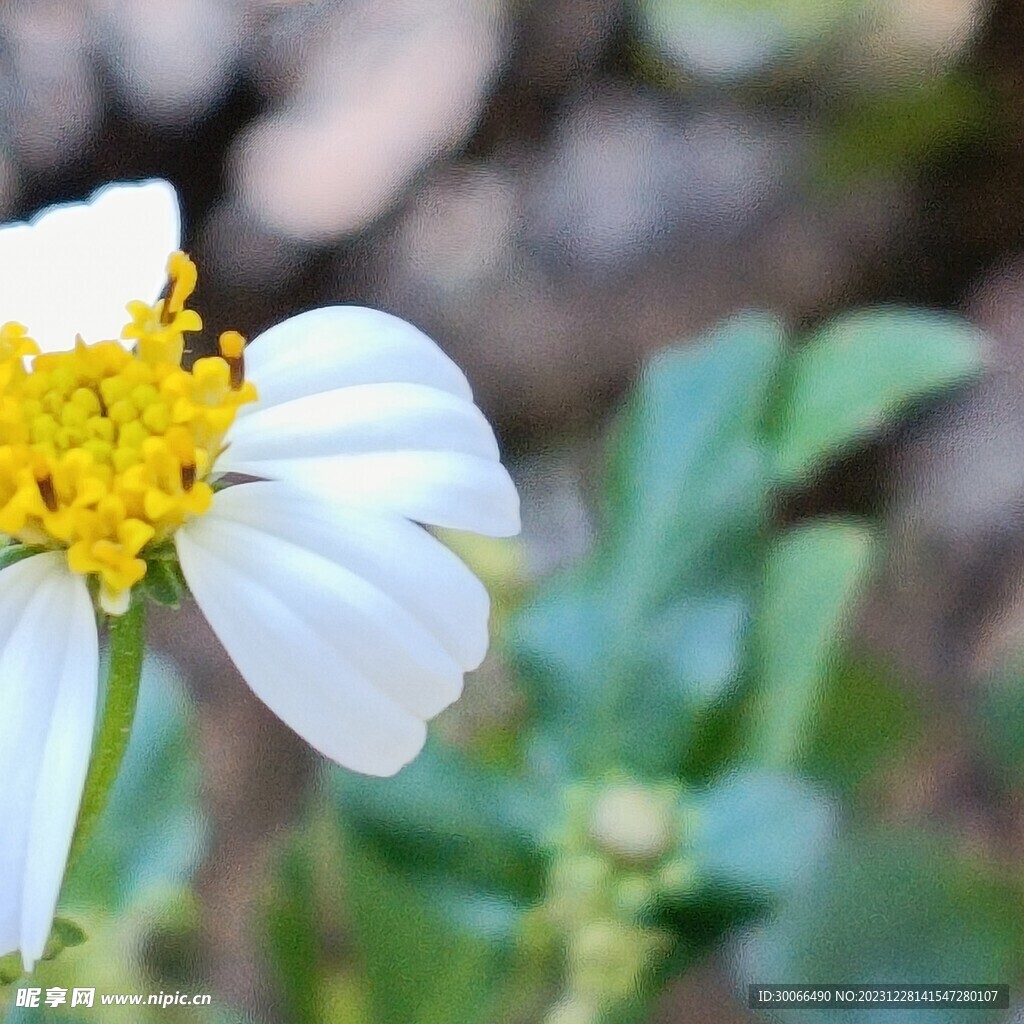 鬼针草 