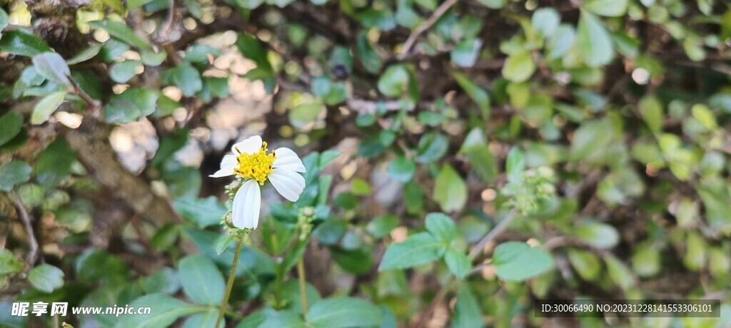 鬼针草