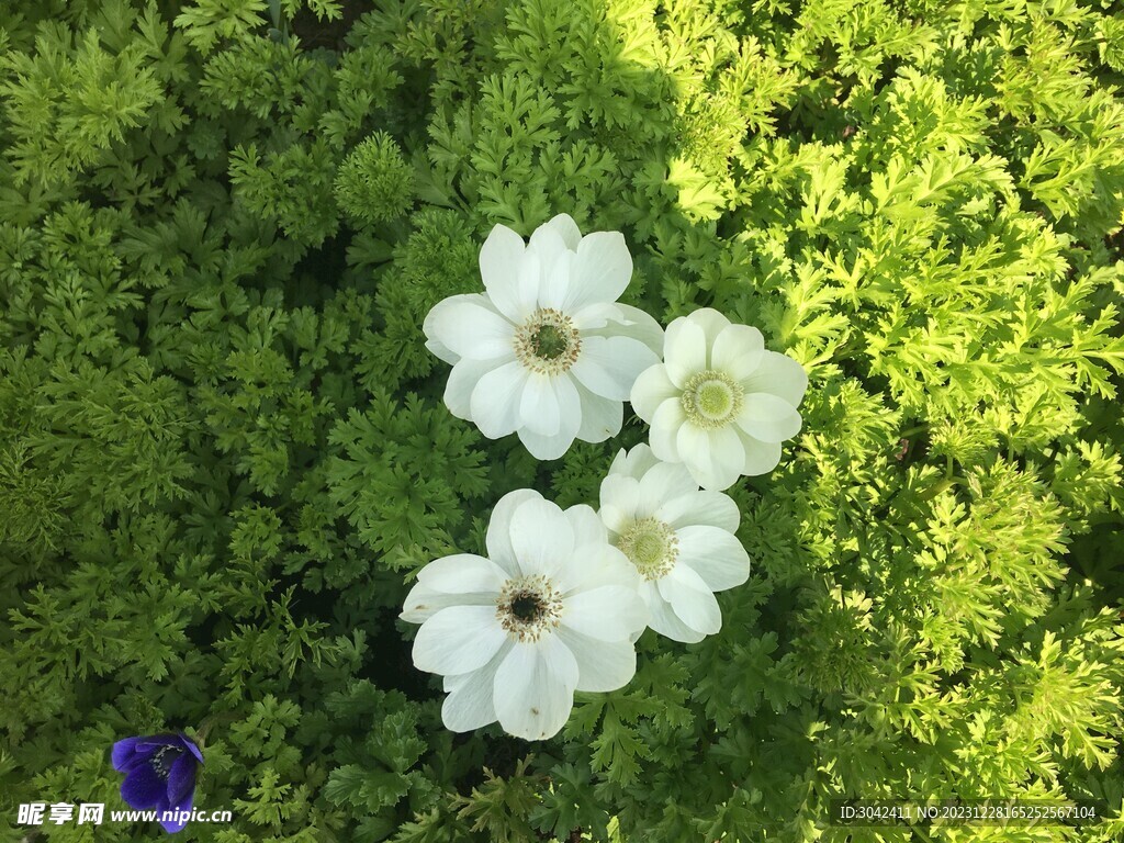 白色杨菊花