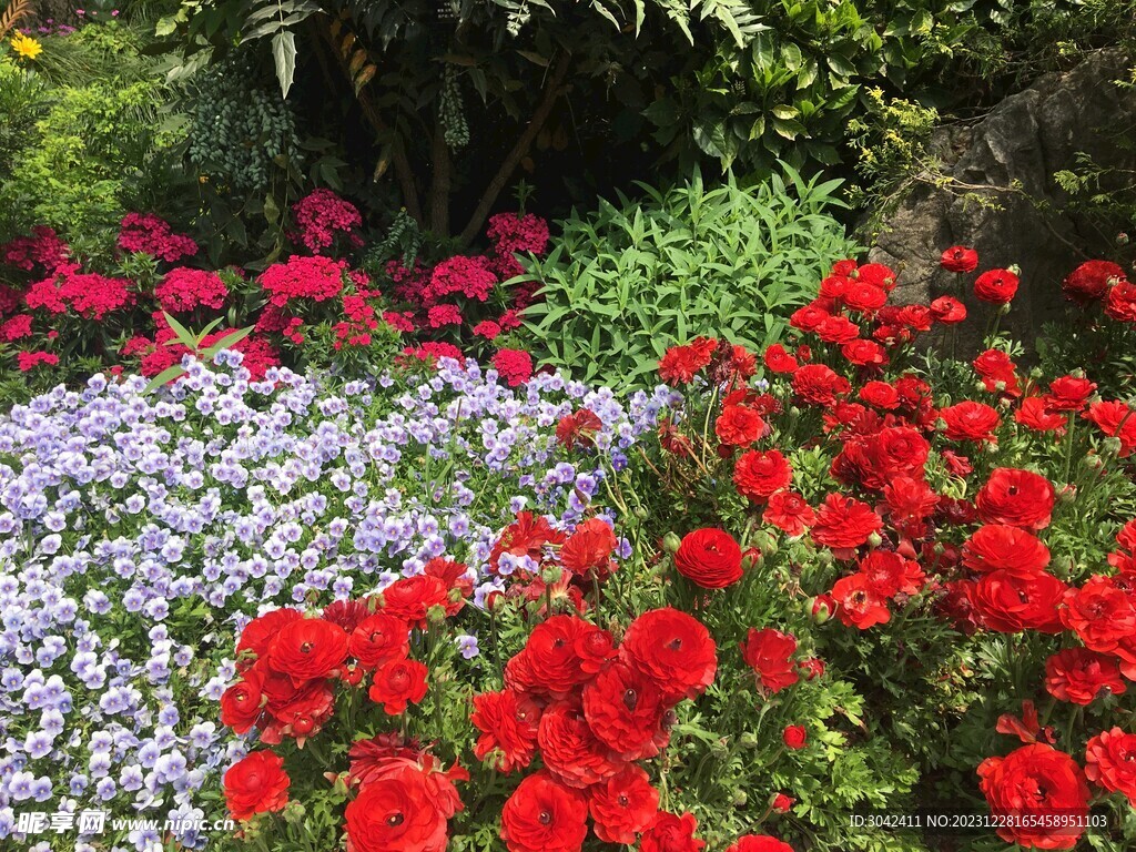 花圃里的鲜花