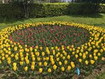 郁金香花圃