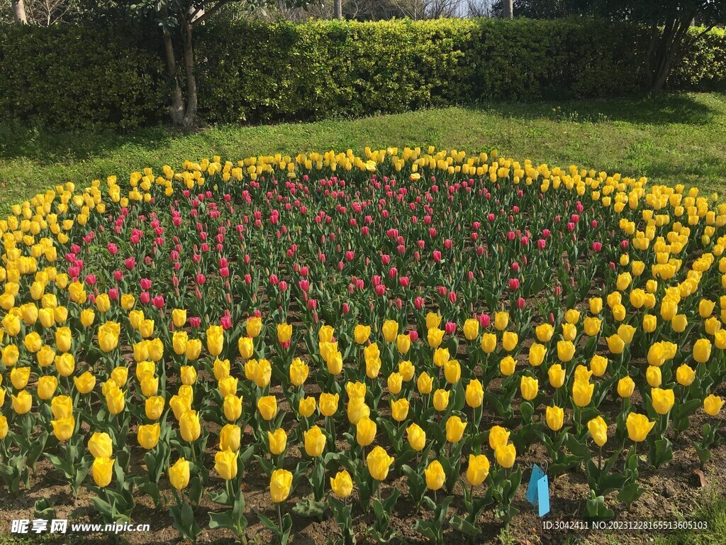 郁金香花圃