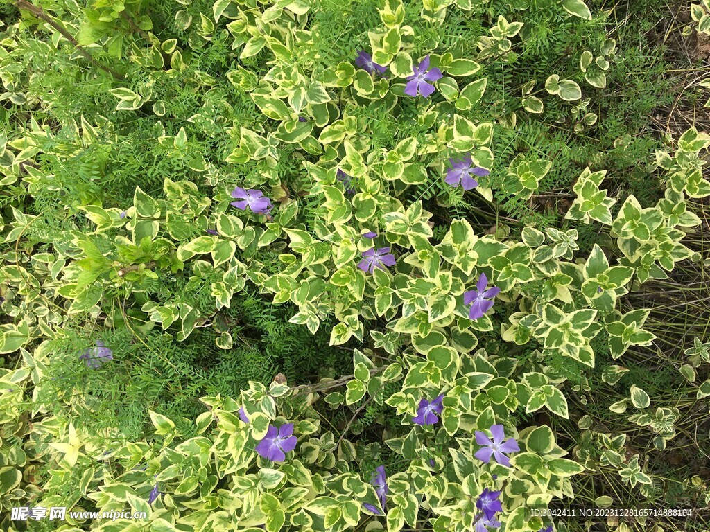 花圃里的鲜花