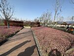 花圃里的鲜花