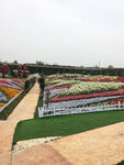花圃里的鲜花