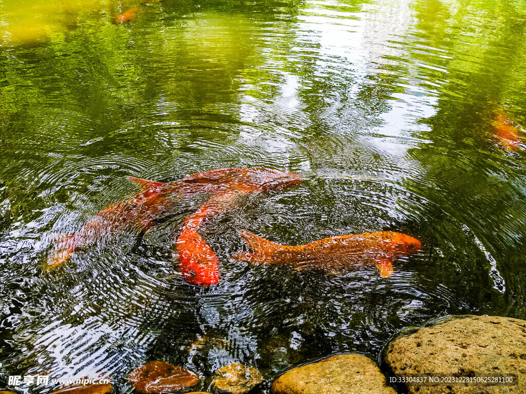 池塘锦鲤