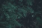 阙类植物叶子
