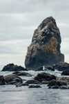海上礁石和海鸟