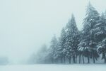 雪中圣诞树