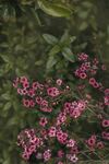 茶花
