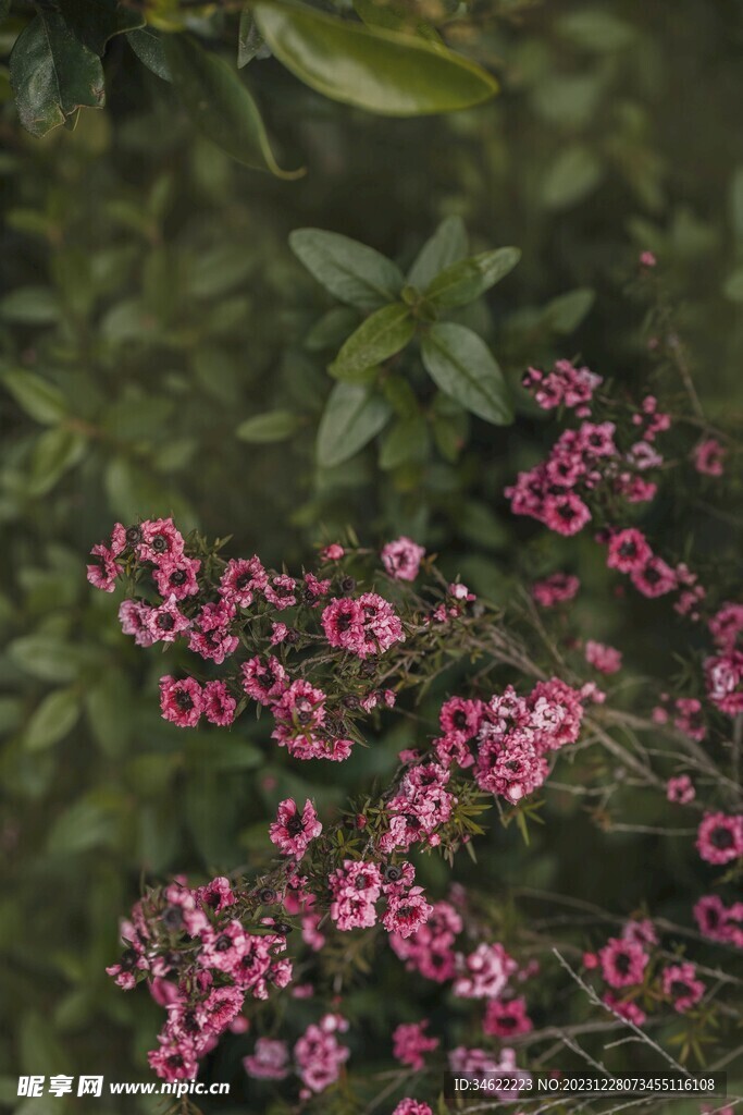 茶花