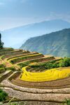 山茶 