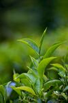 茶场