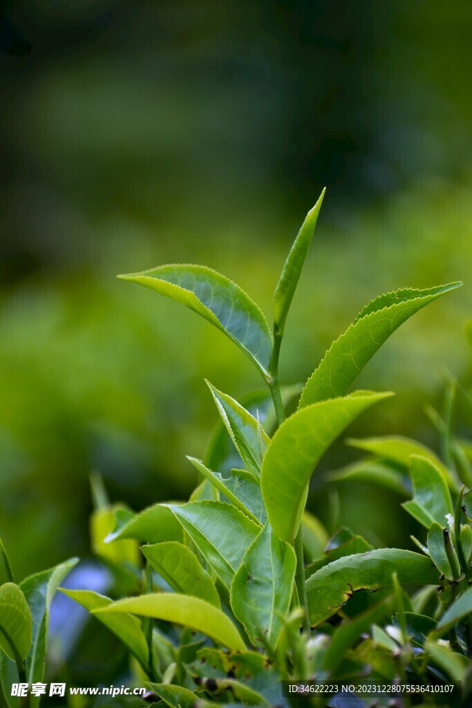 茶场