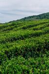 茶场
