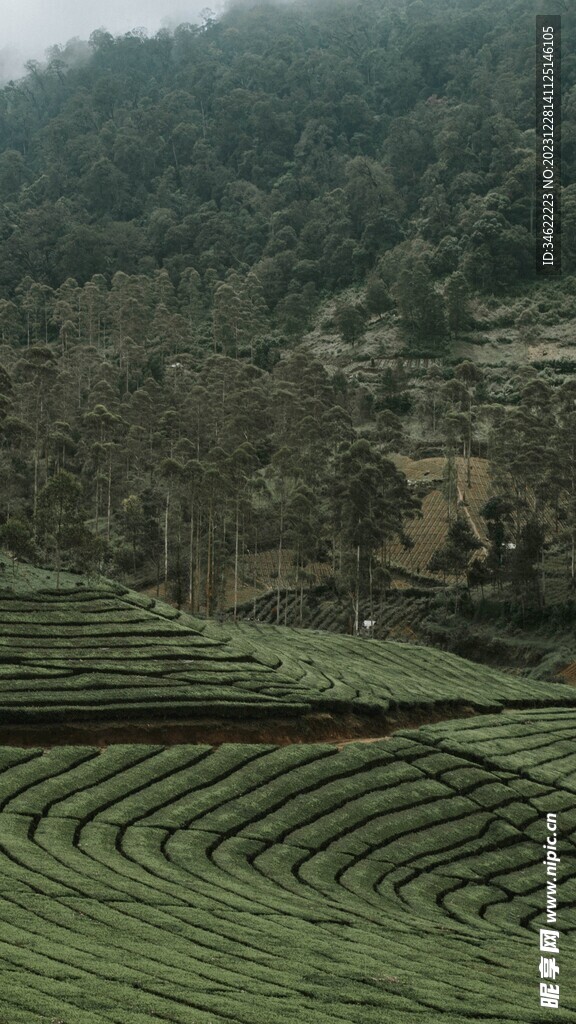 茶场