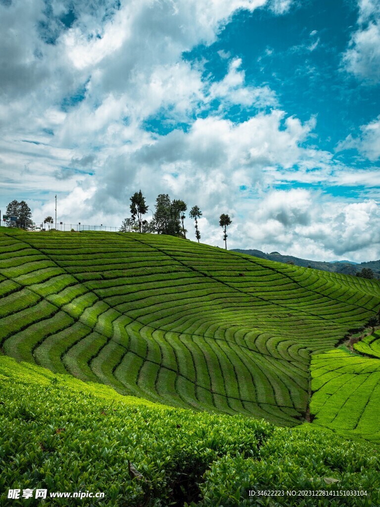 茶场
