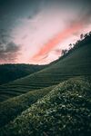 山茶