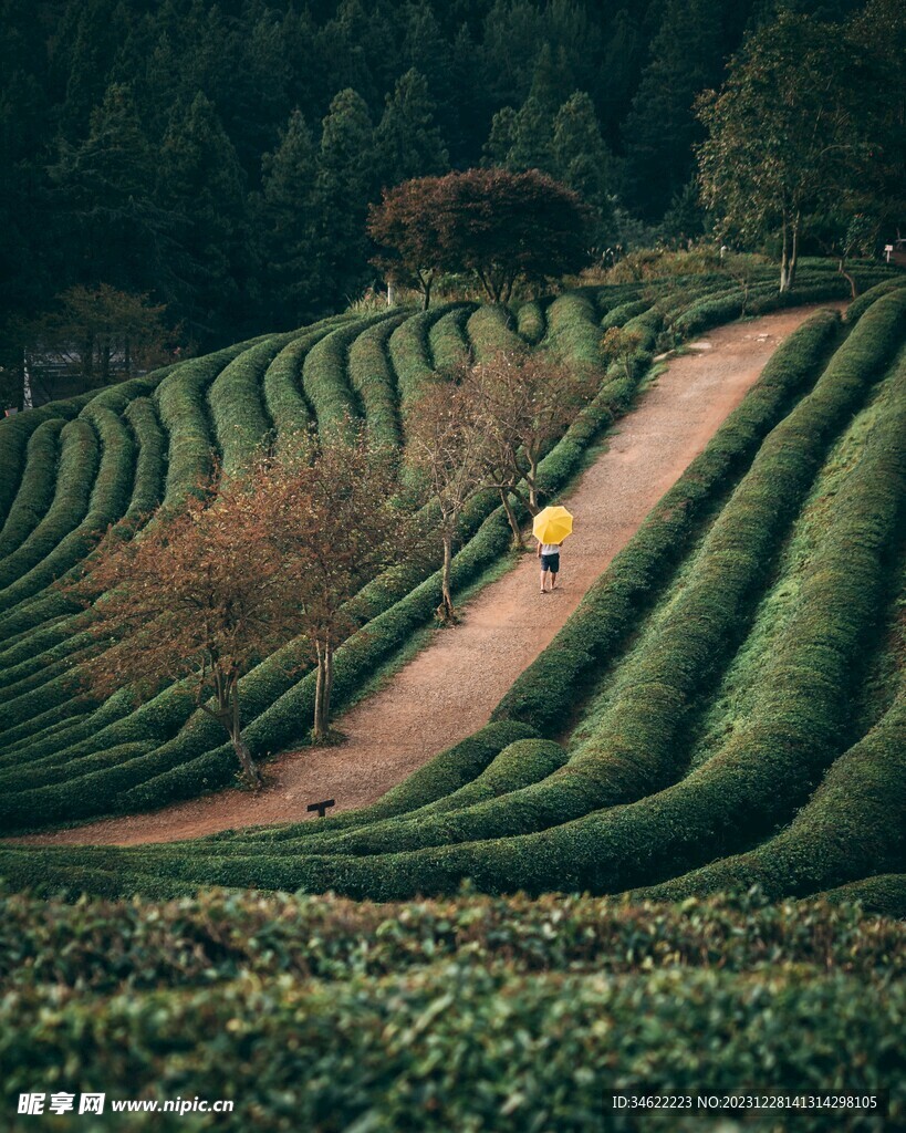 茶场
