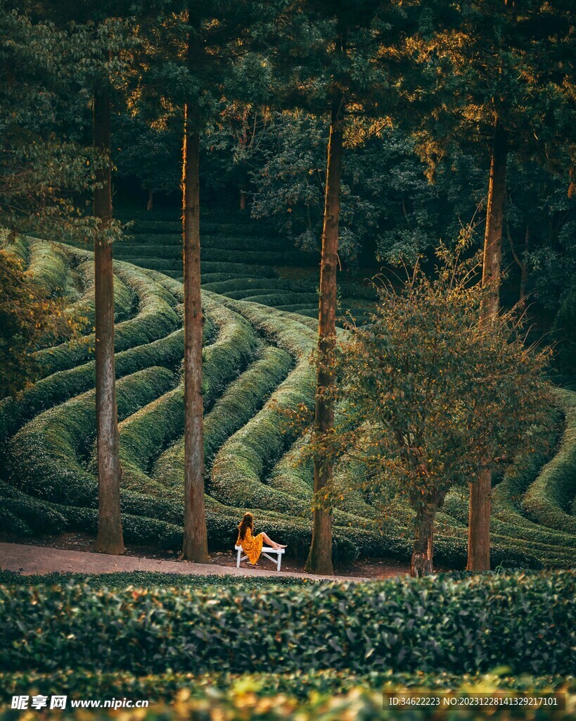 茶场