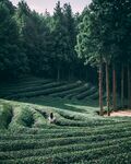 山茶