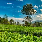 山茶