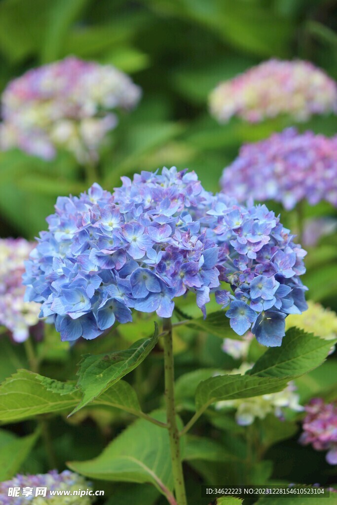 茶花