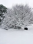 雪景