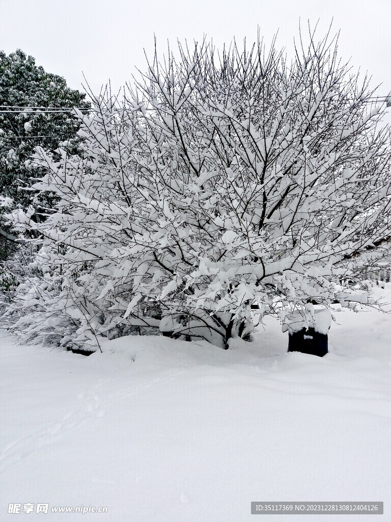 雪景