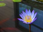 睡莲