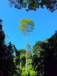 西双版纳野生植物园