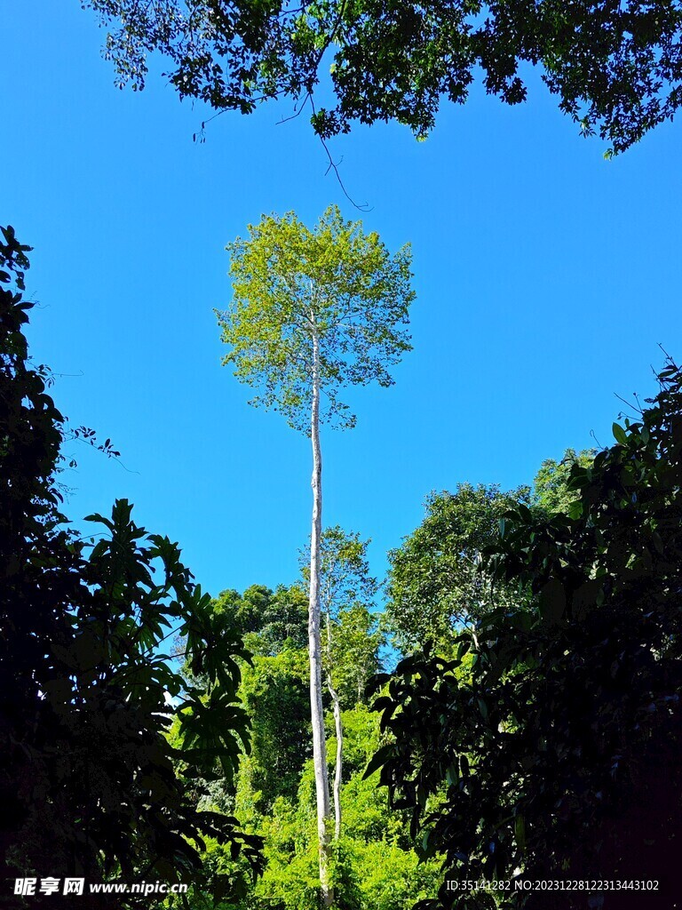 西双版纳野生植物园