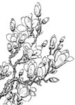 花鸟线描