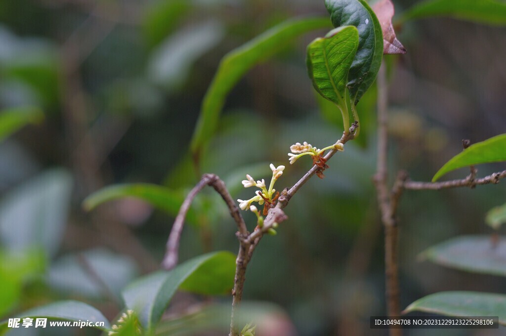 桂花