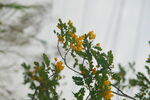 黄花树