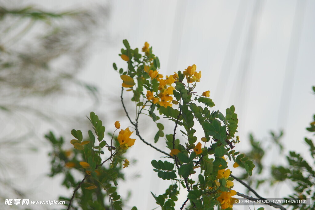 黄花树