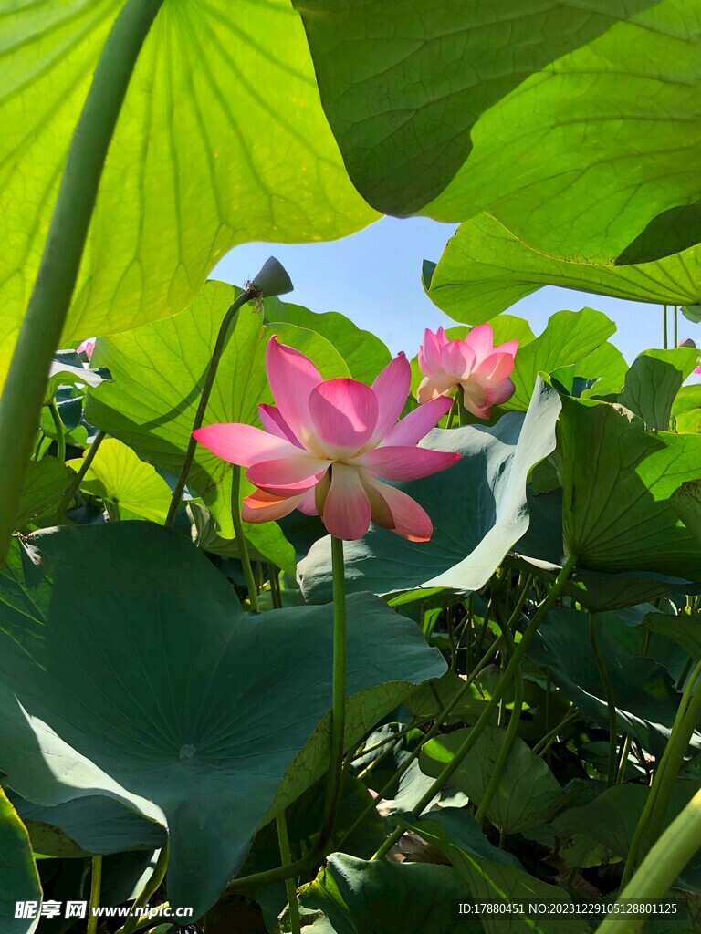 荷花