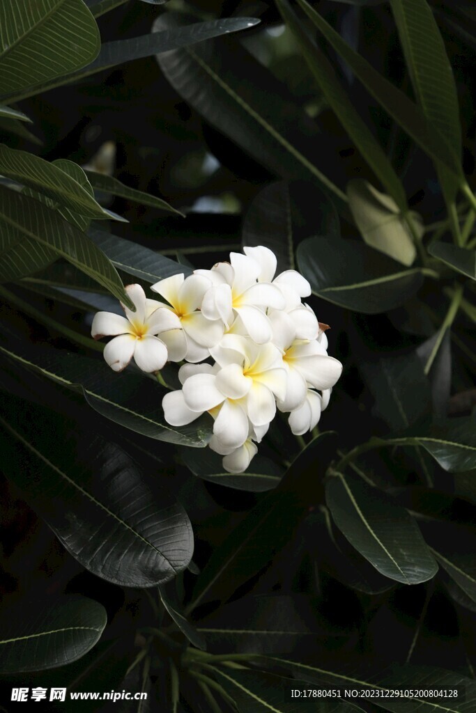 鸡蛋花