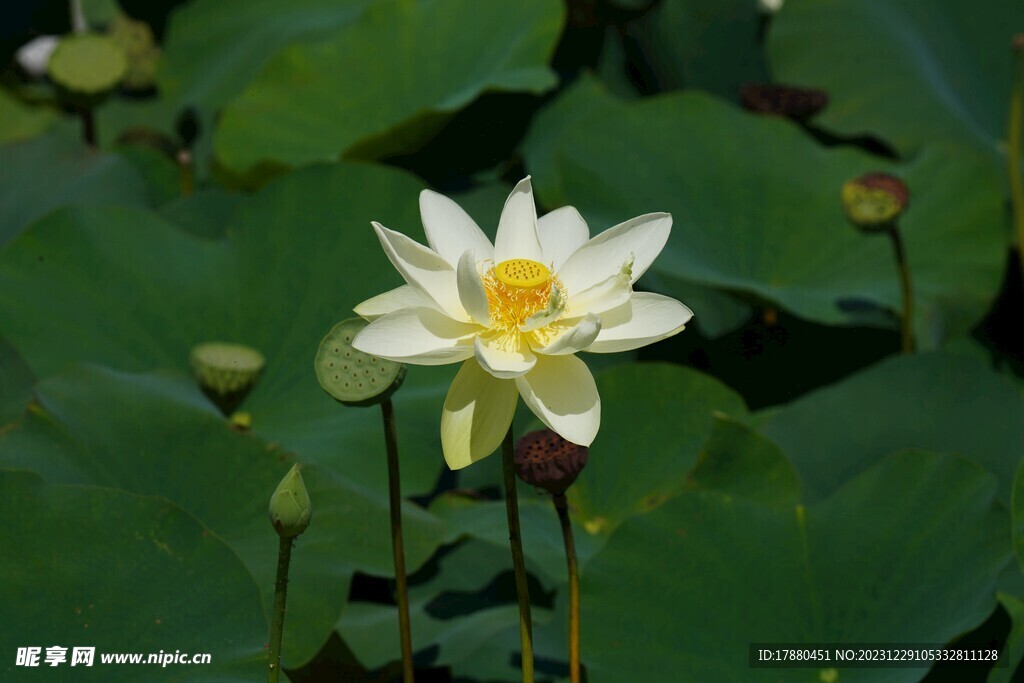 荷花