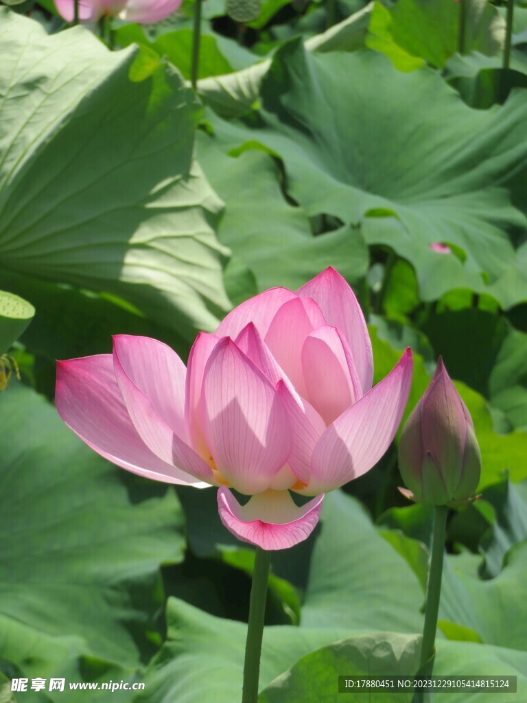 荷花