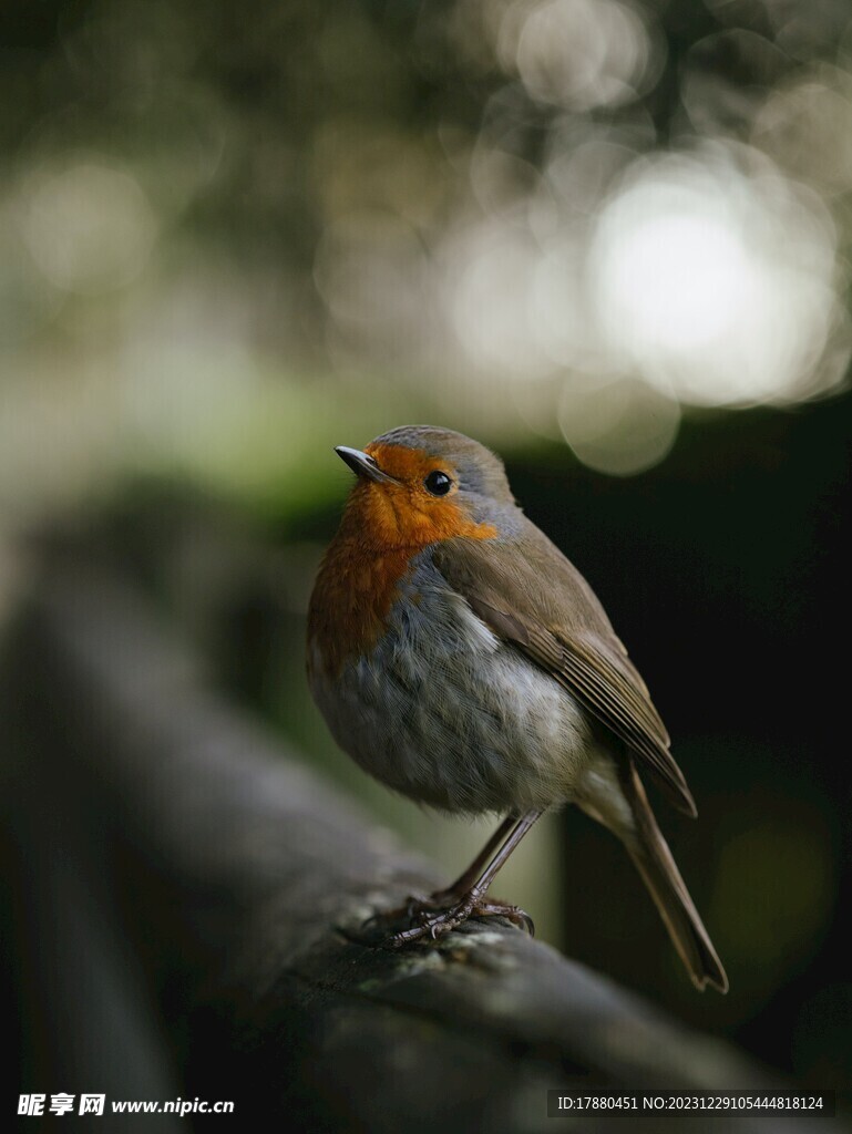 知更鸟