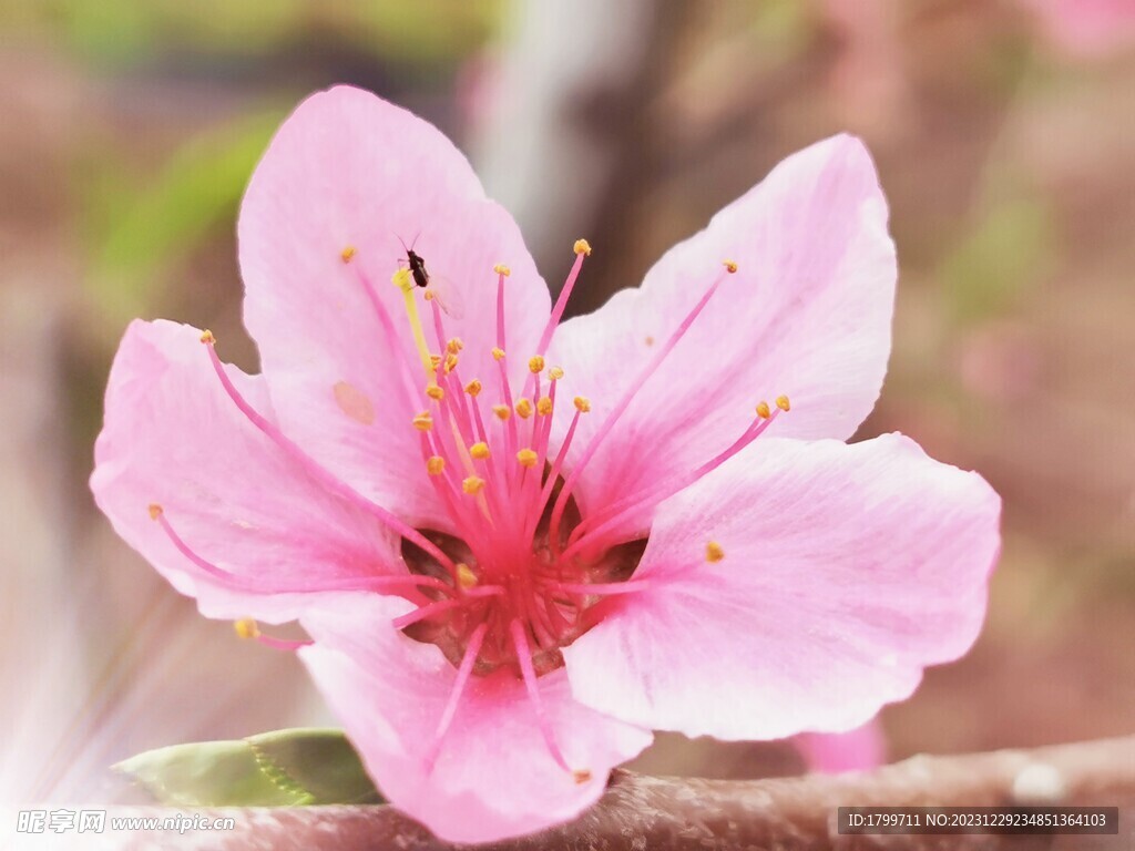 桃花
