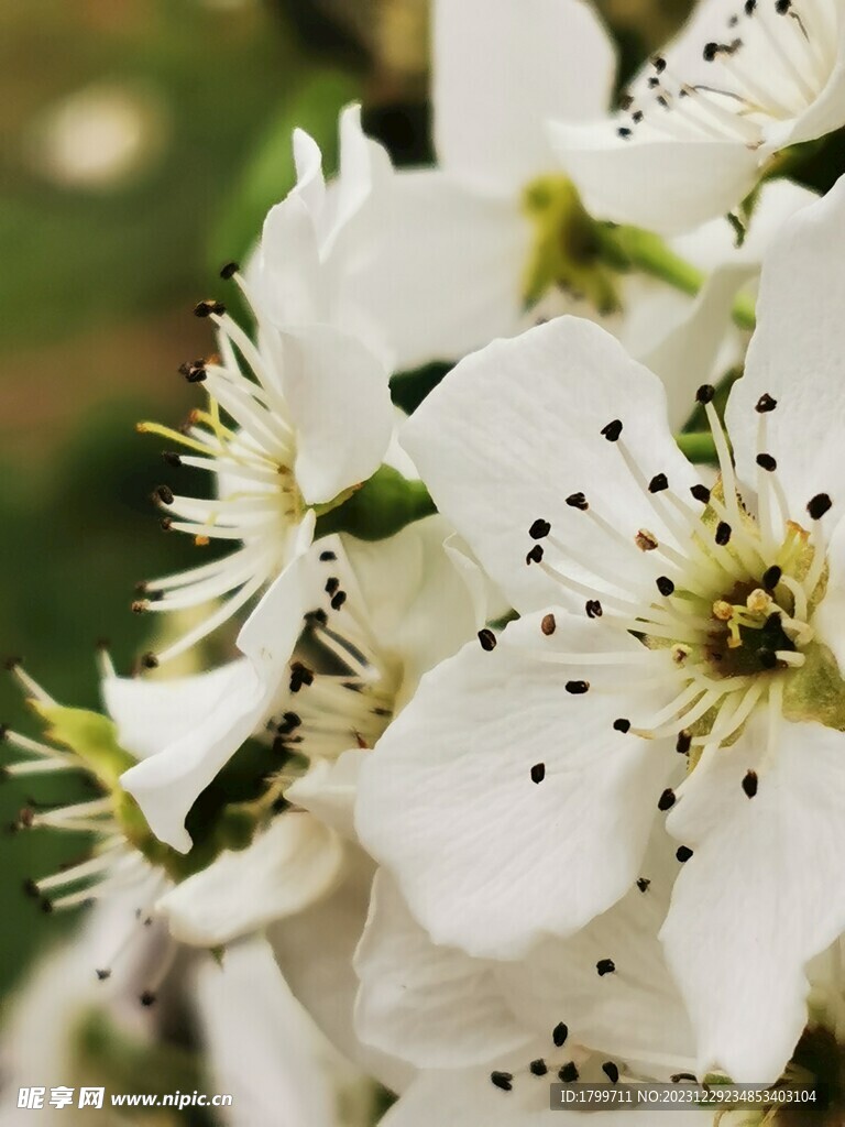 梨花