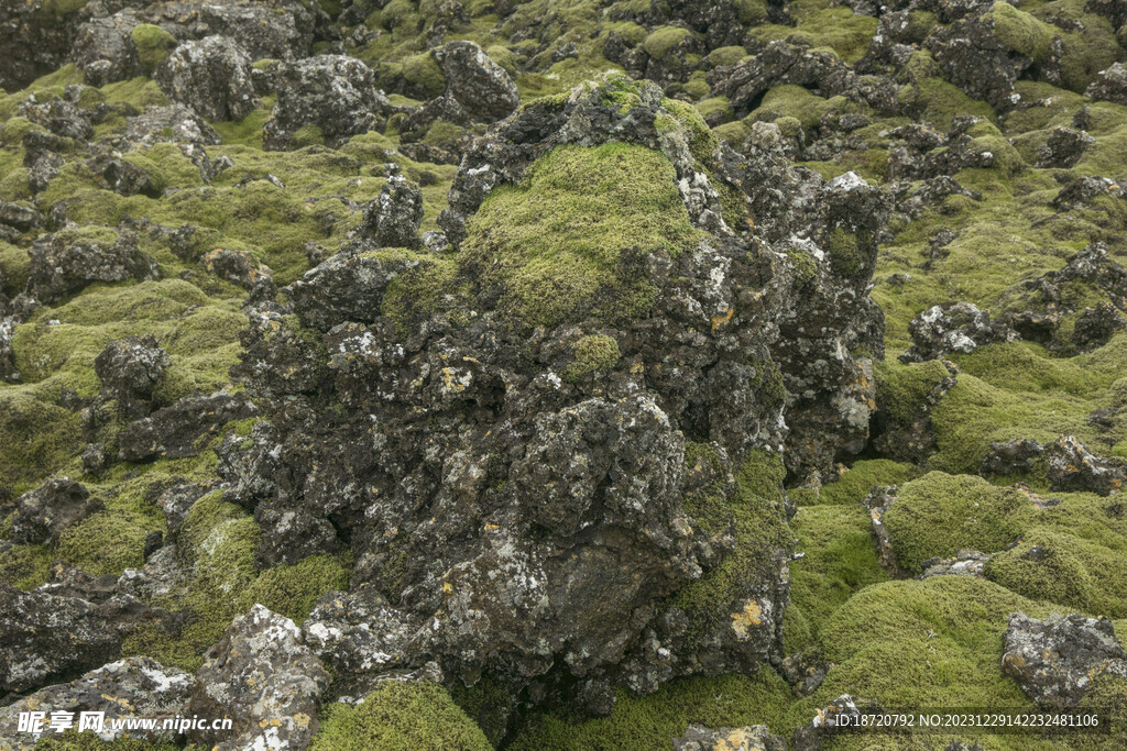 青苔山丘图